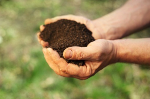 Como manter uma horta no pátio de casa