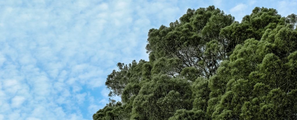 Por que o Verdes Campos é o melhor empreendimento para quem gosta de viver em contato com a natureza