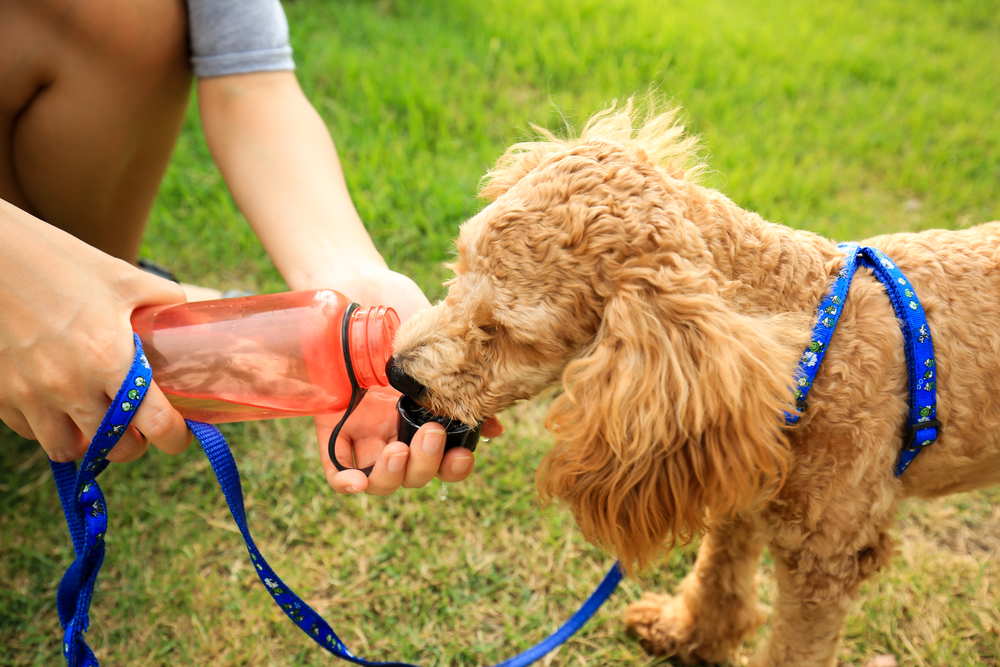 Cuidados especiais para seu pet no verão