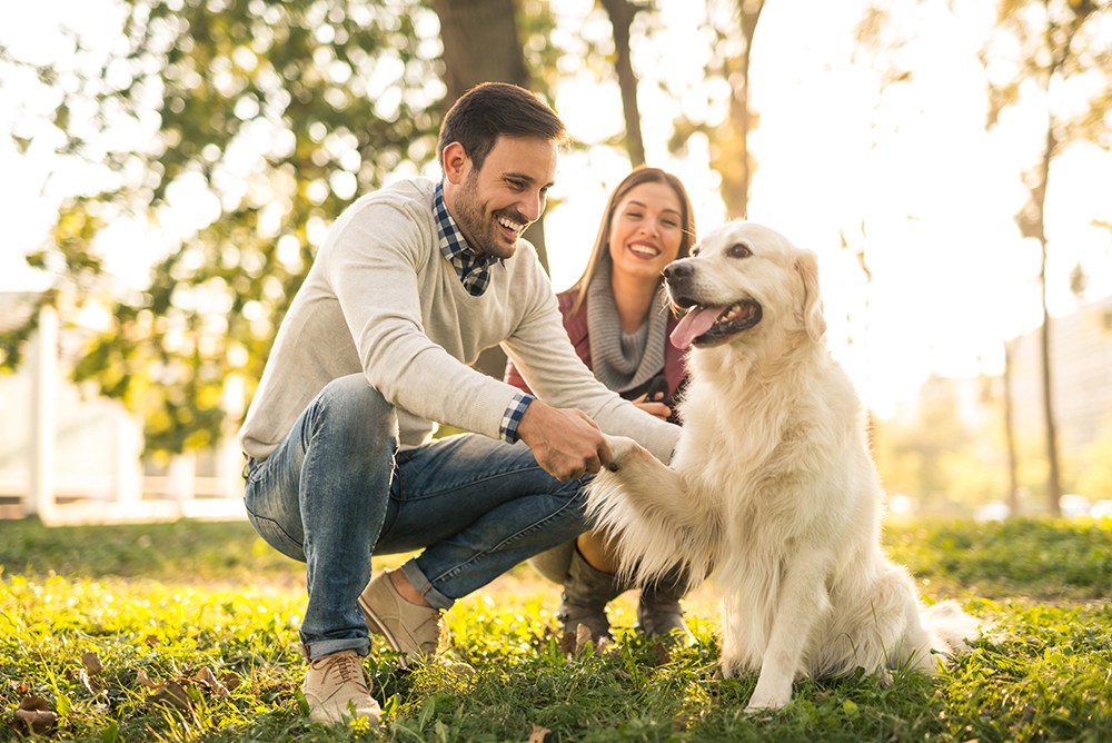 Dica Pet: Ajudando seu cão a se comportar melhor